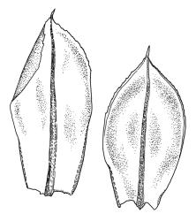 Rosulabryum subtomentosum, leaves. Drawn from G.B. Huang 547, CHR 463072.
 Image: R.C. Wagstaff © Landcare Research 2015 